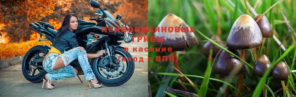 прущие грибы Бородино